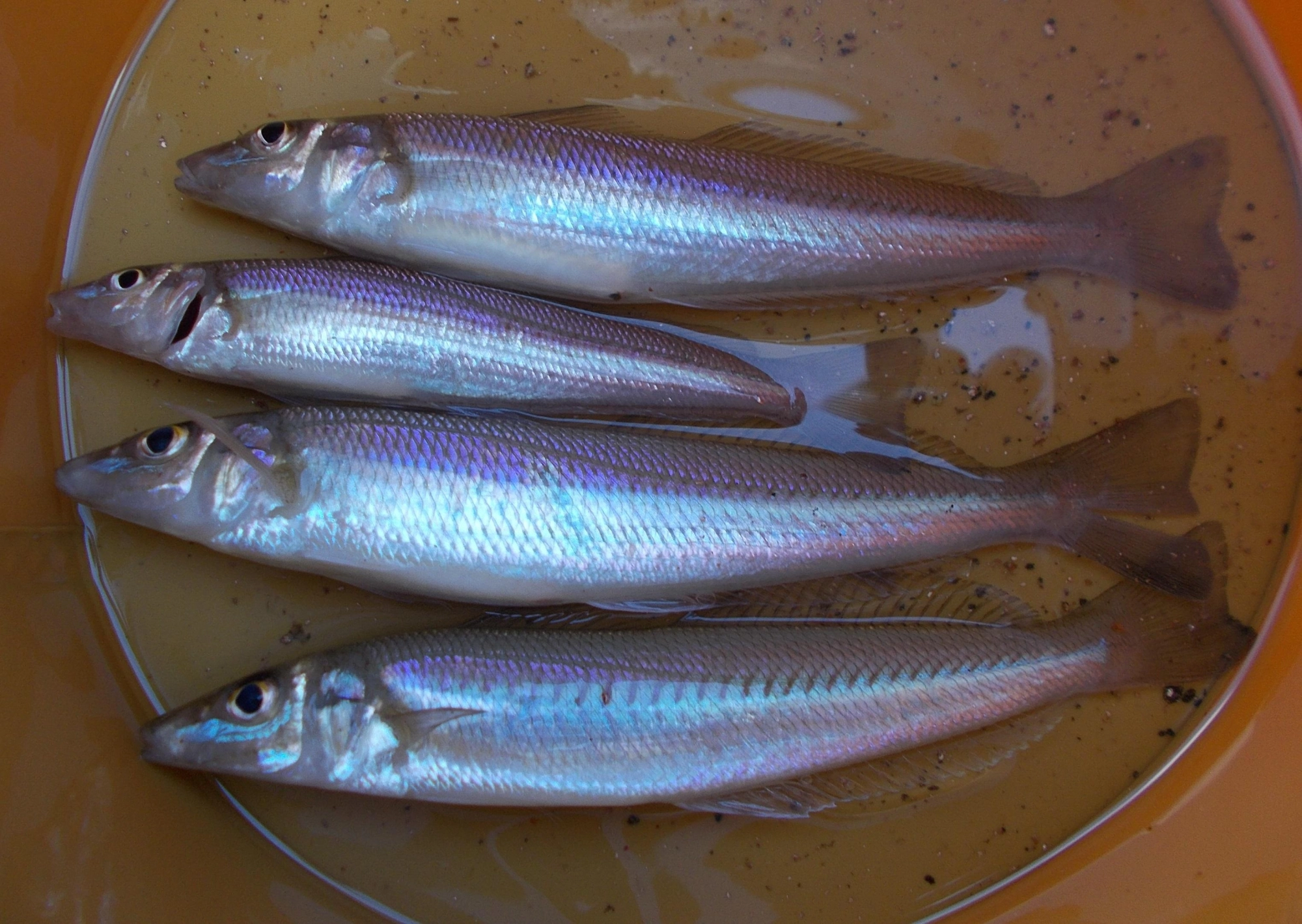 １時間ほどの釣果です。良型キスが浜名湖に入ってきました！