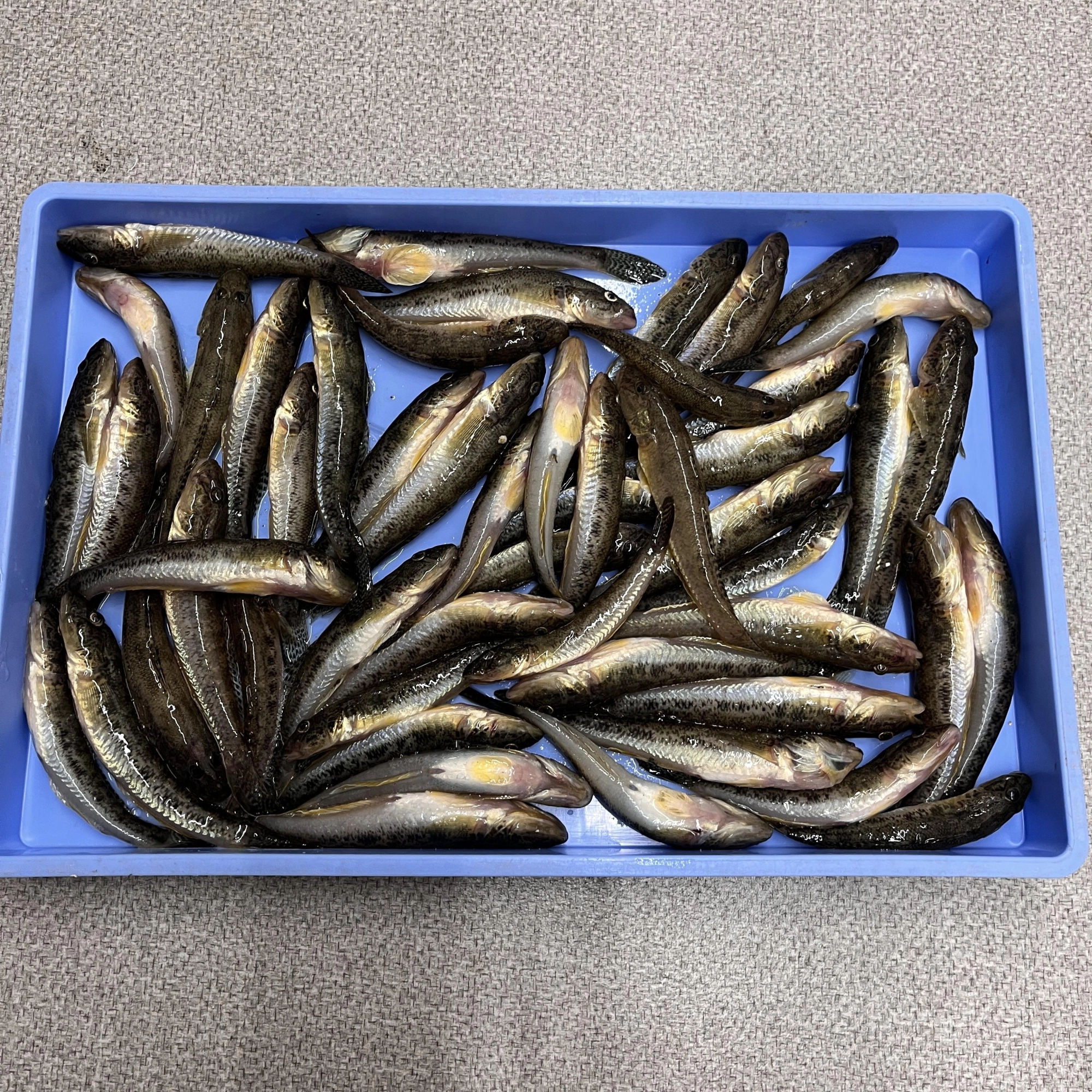 晩秋の良型ハゼが良く釣れてます！