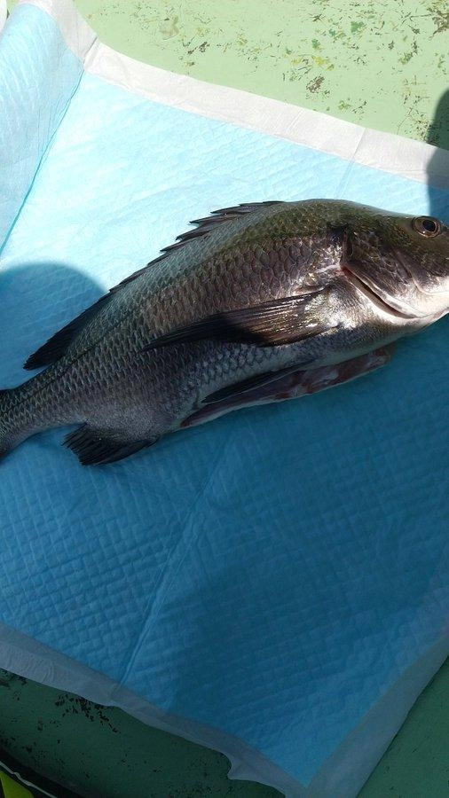 釣りあげたらすぐに締めて海中で血抜き。（自分はキッチンばさみで頭のつけねの骨を断つ）
短時間であげて腹部を開き、エラ、内臓を取り除く。
肝、卵巣、白子など食べたい部位は海水で洗った後ジップロックに入れて保冷。
浮き袋の下、背骨沿いの血合いに切れ込みを入れ、海中で腎臓、身についた血を絞り出すようにして洗い流す。
ジップロックに入れ、BOS防臭袋で2重にする。
保冷はロックアイス1袋分+塩ひとつかみの割合（小さな魚であれば凍るほど冷える）。こちらもジップロックで用意しておき魚が直接水や氷に触れないようにする。
可能であれば帰宅直前に鱗も落としておくと楽。
（写真はジップロックに入れる直前のクロダイ。計測写真は保冷したものを取り出して撮影。身もしっかりしていており臭みも抑えられている）
処理の際は調理加工の基準を満たしたニトリルゴム手袋を使用。