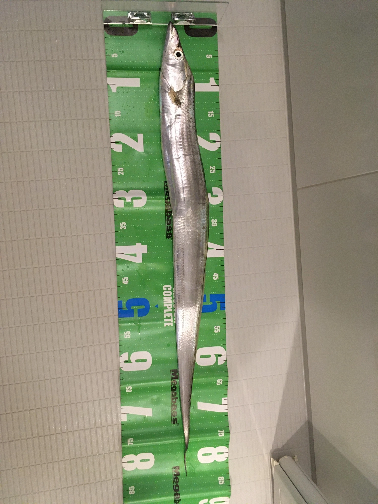 計測すると80ｃｍ以上ありました。
