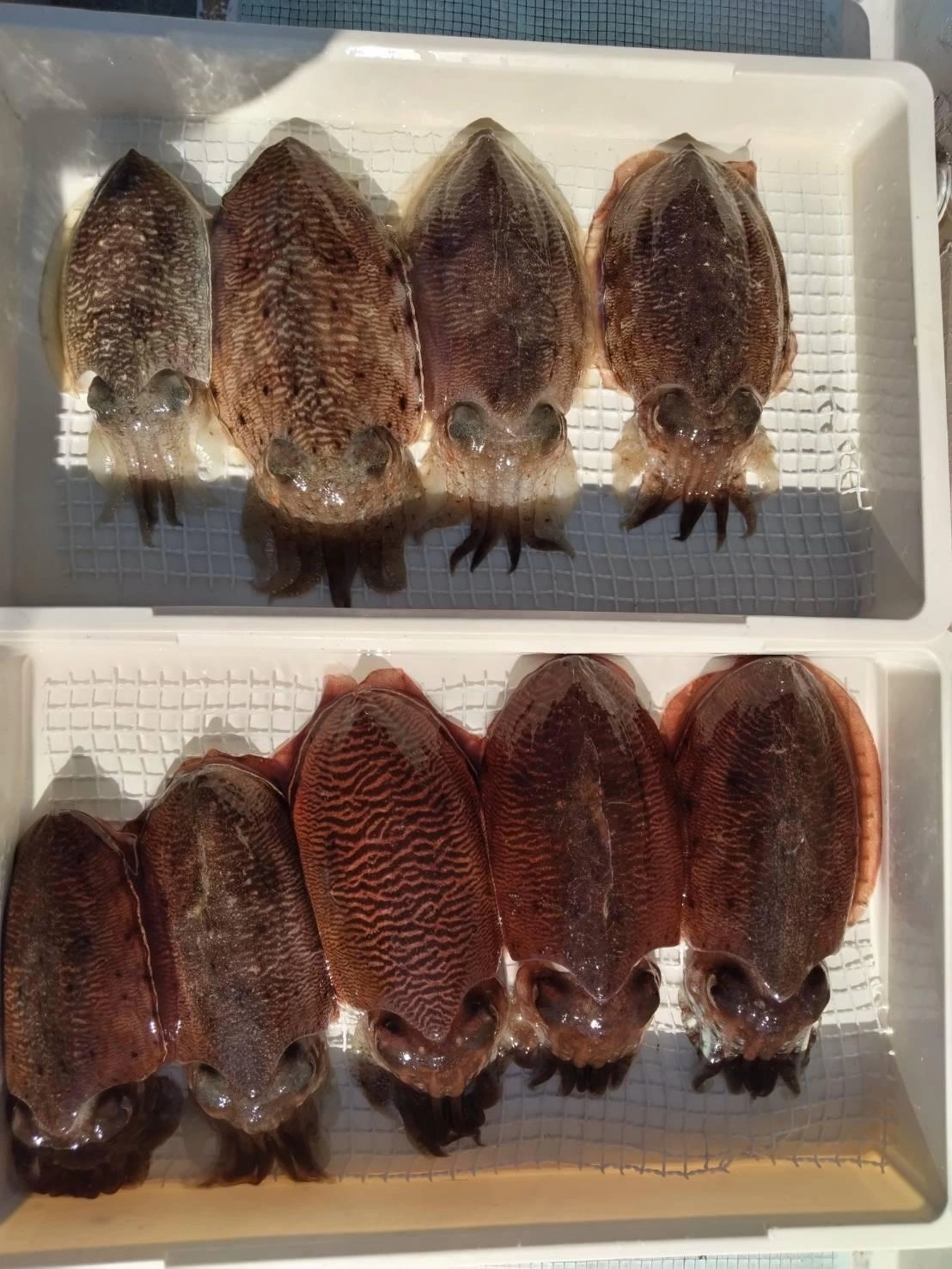 良いサイズのコウイカ混じりですよッ(о´∀`о)
