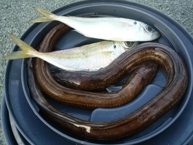 アナゴモロタ。あざす！
