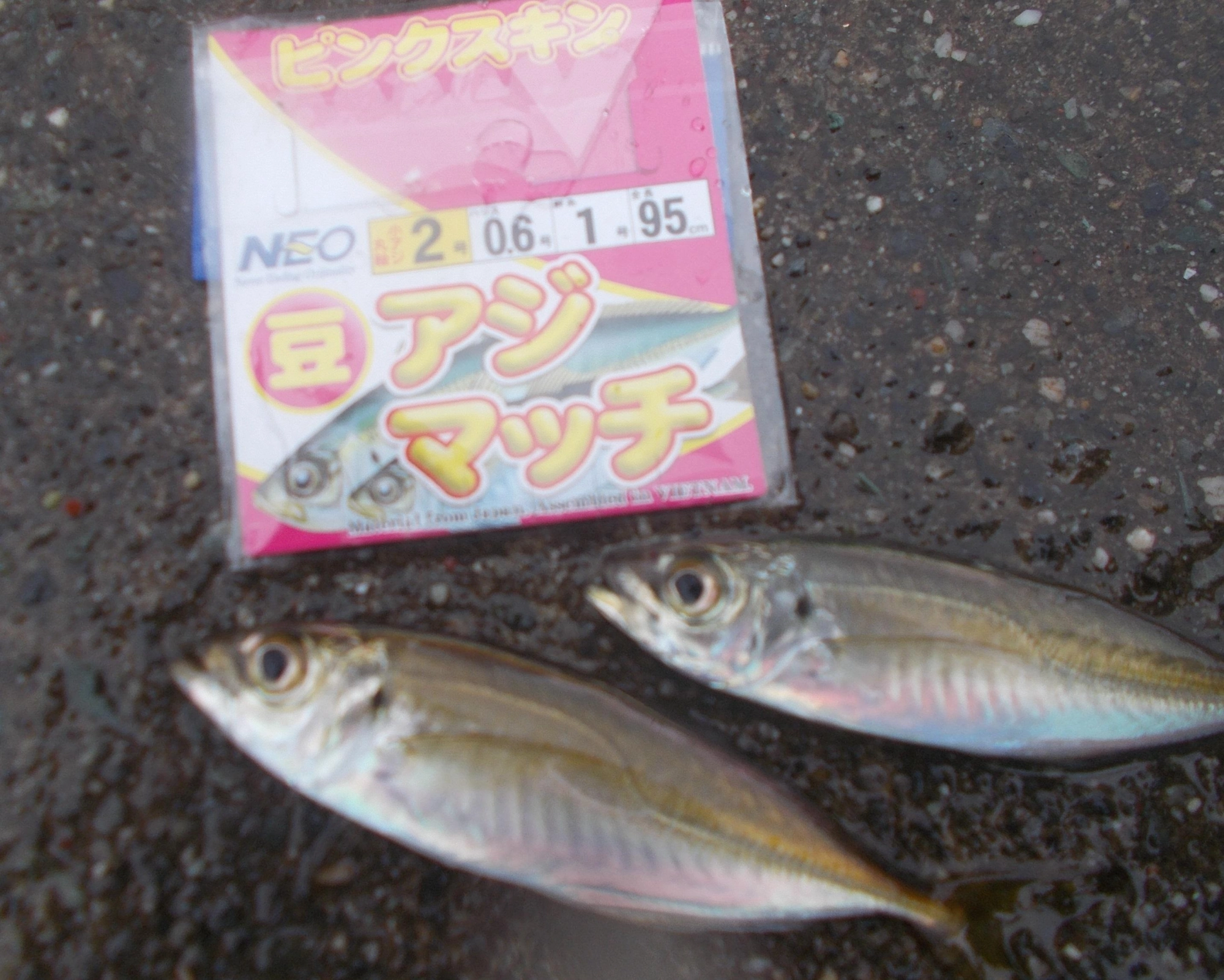 使った仕掛けは『豆アジマッチ』２号を使いましたが３号のほうがいいですよ。仕掛けの長さが短く扱いやすいですよ。