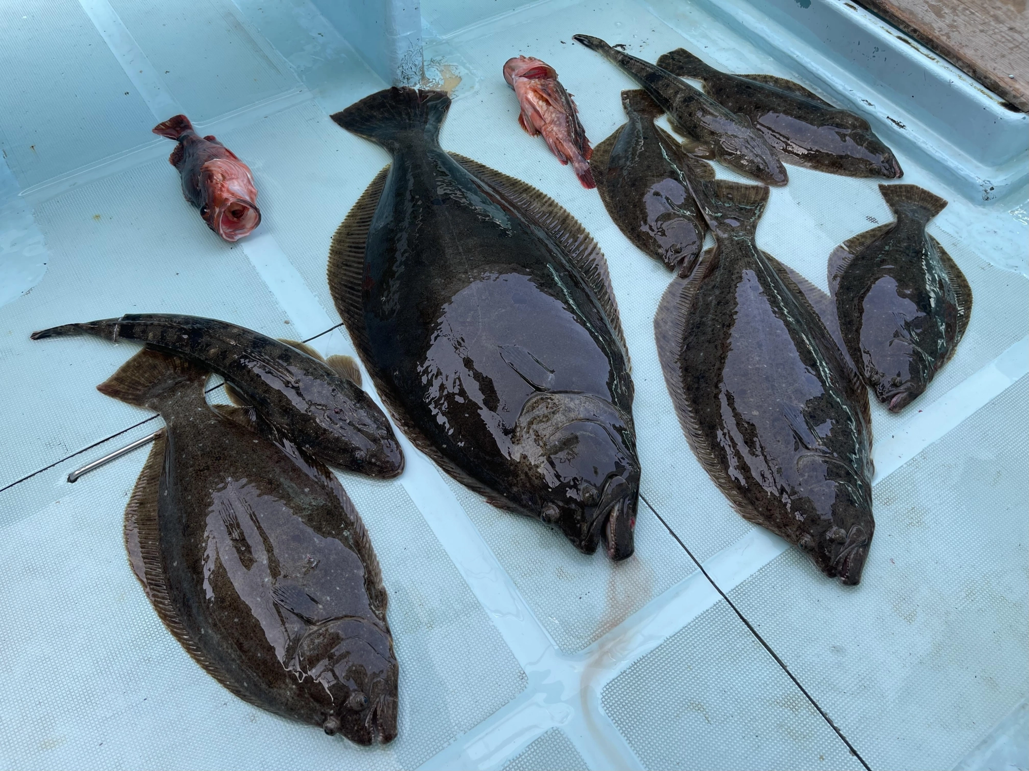 水温も徐々に上昇ッ‼︎カンコの中での魚の元気が違い過ぎるッ‼︎
