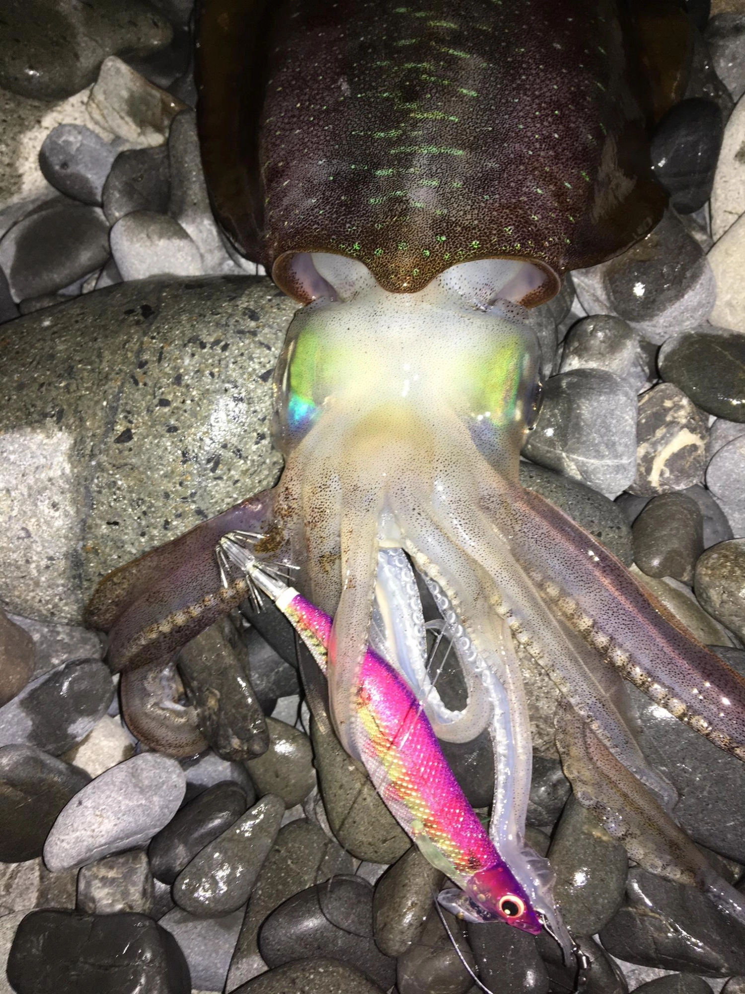 おすすめカラー、モンスターマスター！