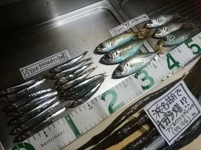 真冬もアジ