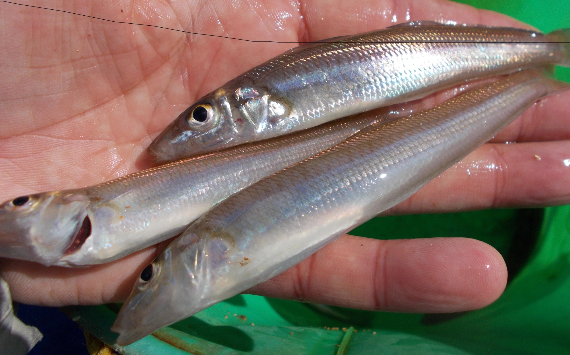 このくらいの大きさのキスが釣れました。針掛り良ければヒラメ狙いに泳がせてみても面白い！この日は1アタリでしたがまだまだ狙えますよ。