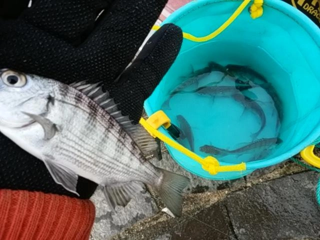 チンタ