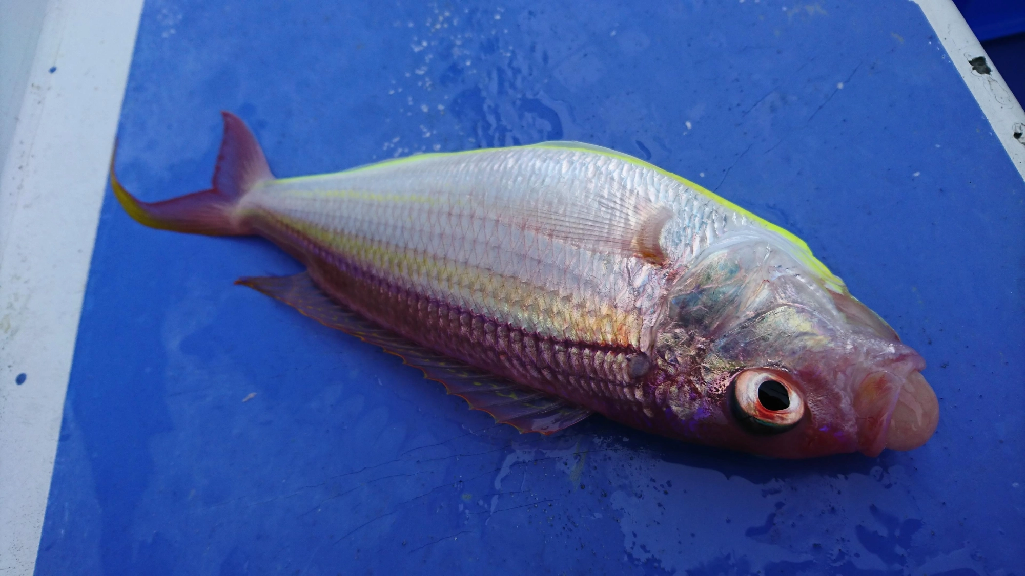 イトヨリダイなどの美味しい魚も釣れました！