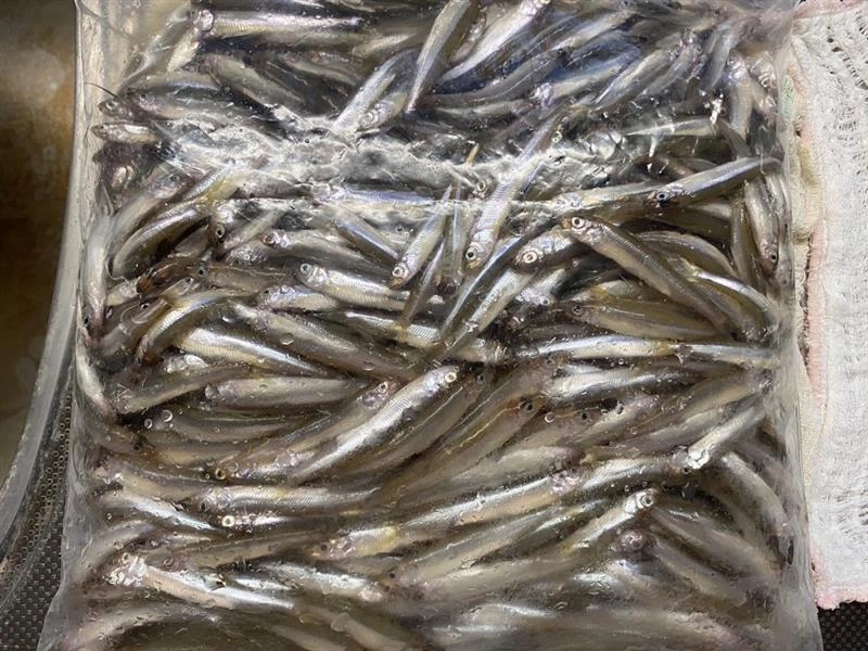最終的に1.5kgの釣果になりました！全ての針にワカサギが掛かることもあります！