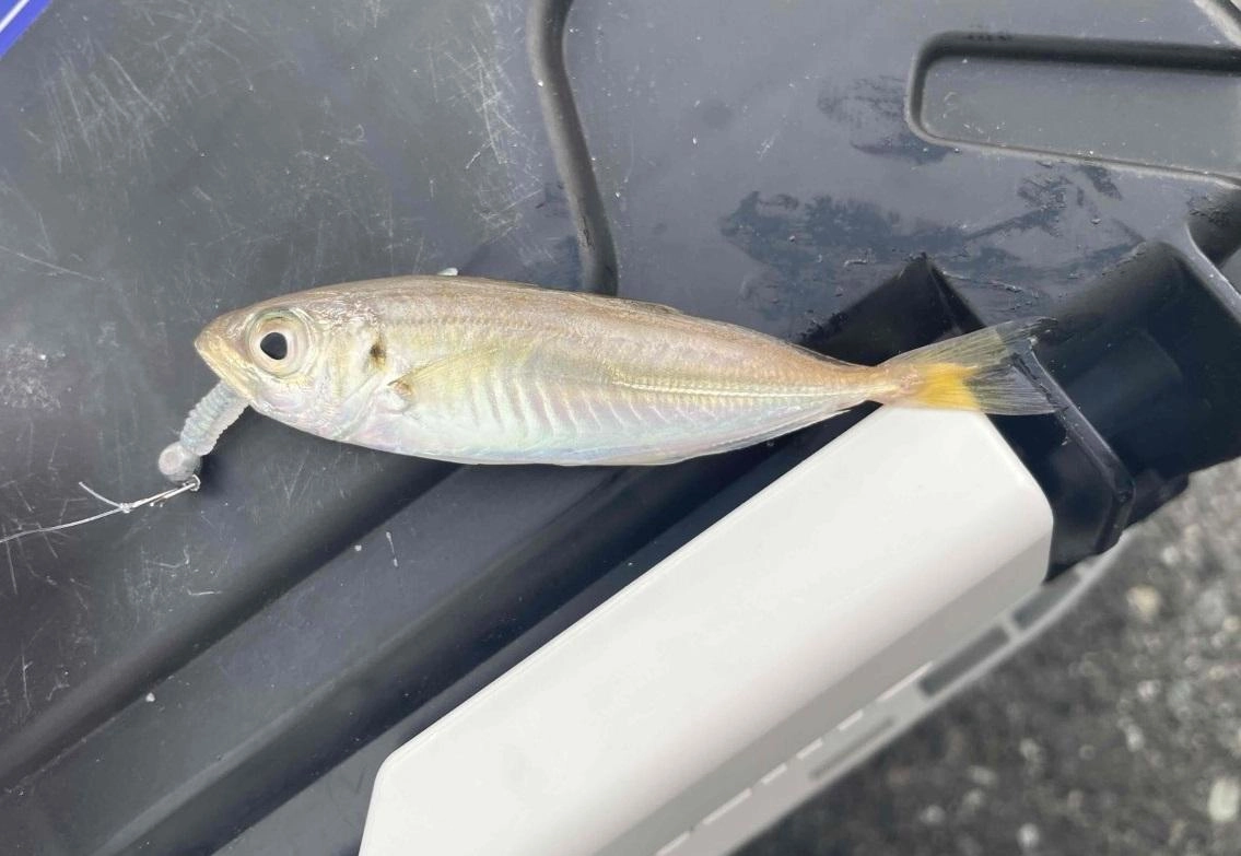 お客様からの釣果情報です。アジングでアジが釣れているそうです。この日は表層を極スローに巻くと反応が良かったそうですよ。