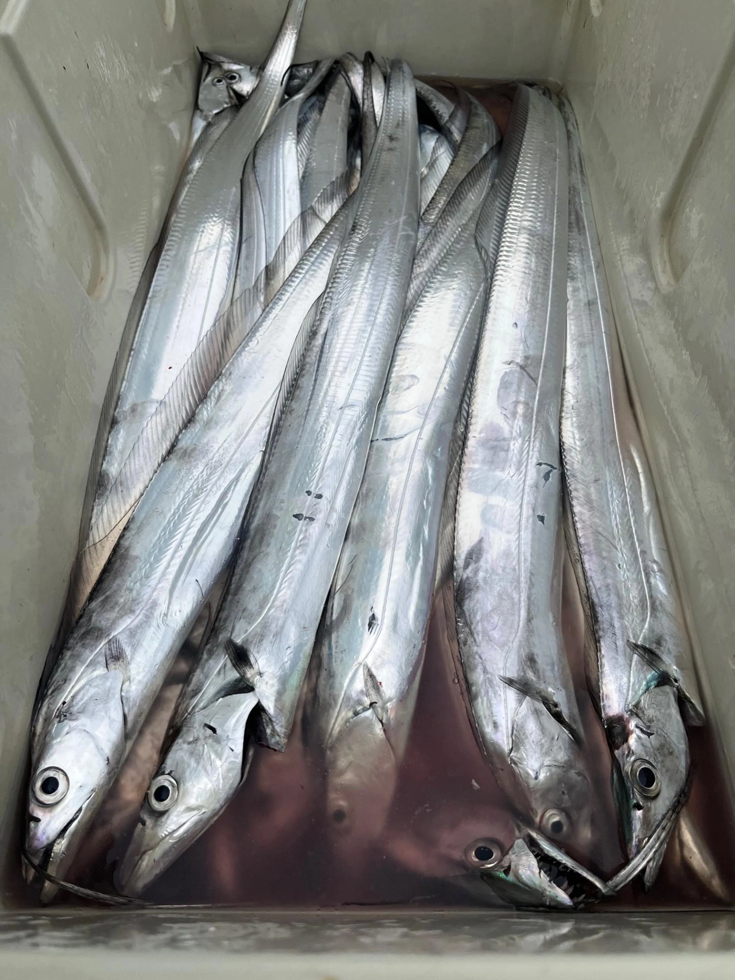 サイズ揃っていて釣って食べて良しでした。