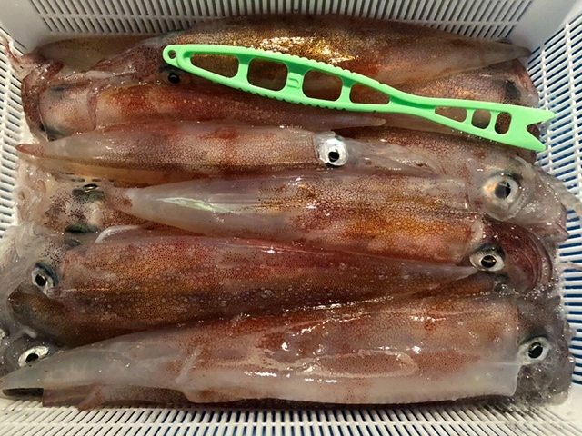 小型も混じりますが、良型が多くなってきました。