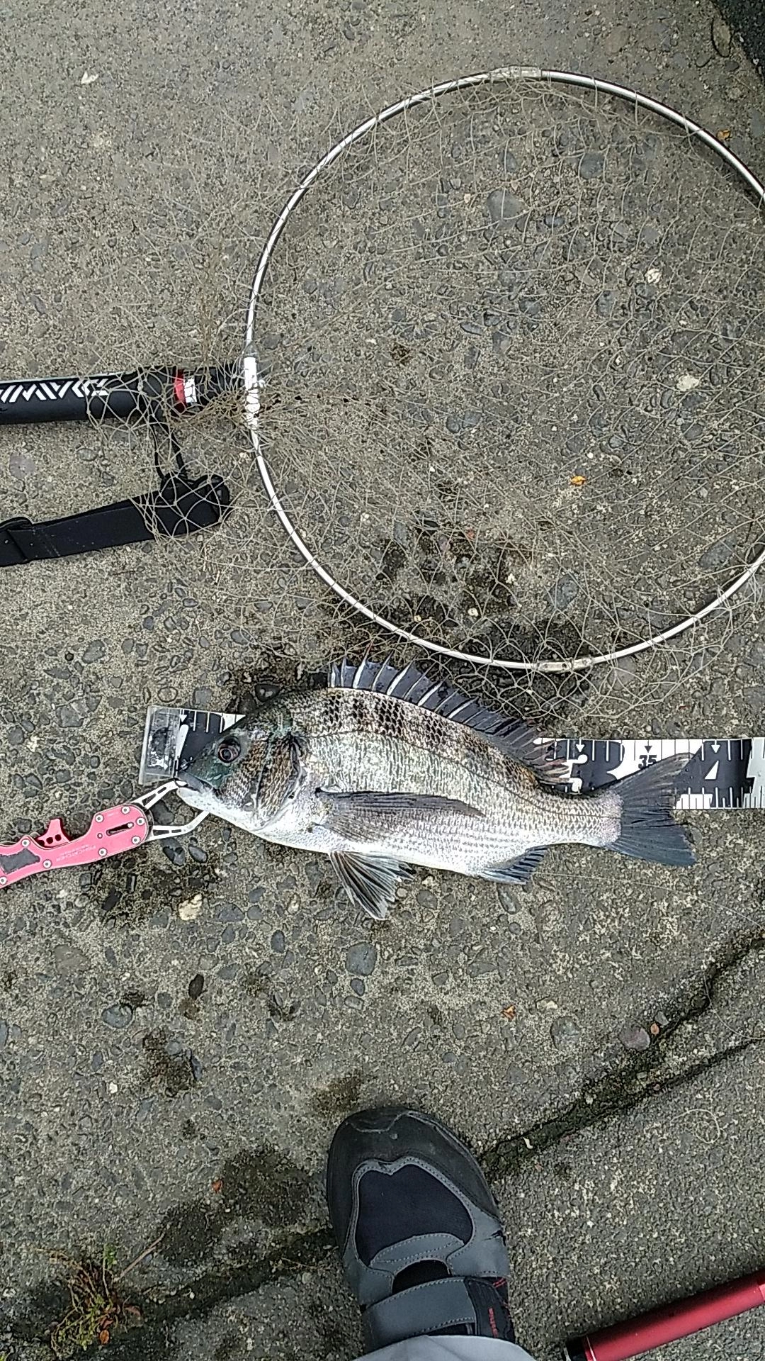 開始4投目にヒットしたが針外れ。
その後30分位で釣れた！