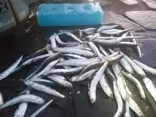 イワシ好調キープ