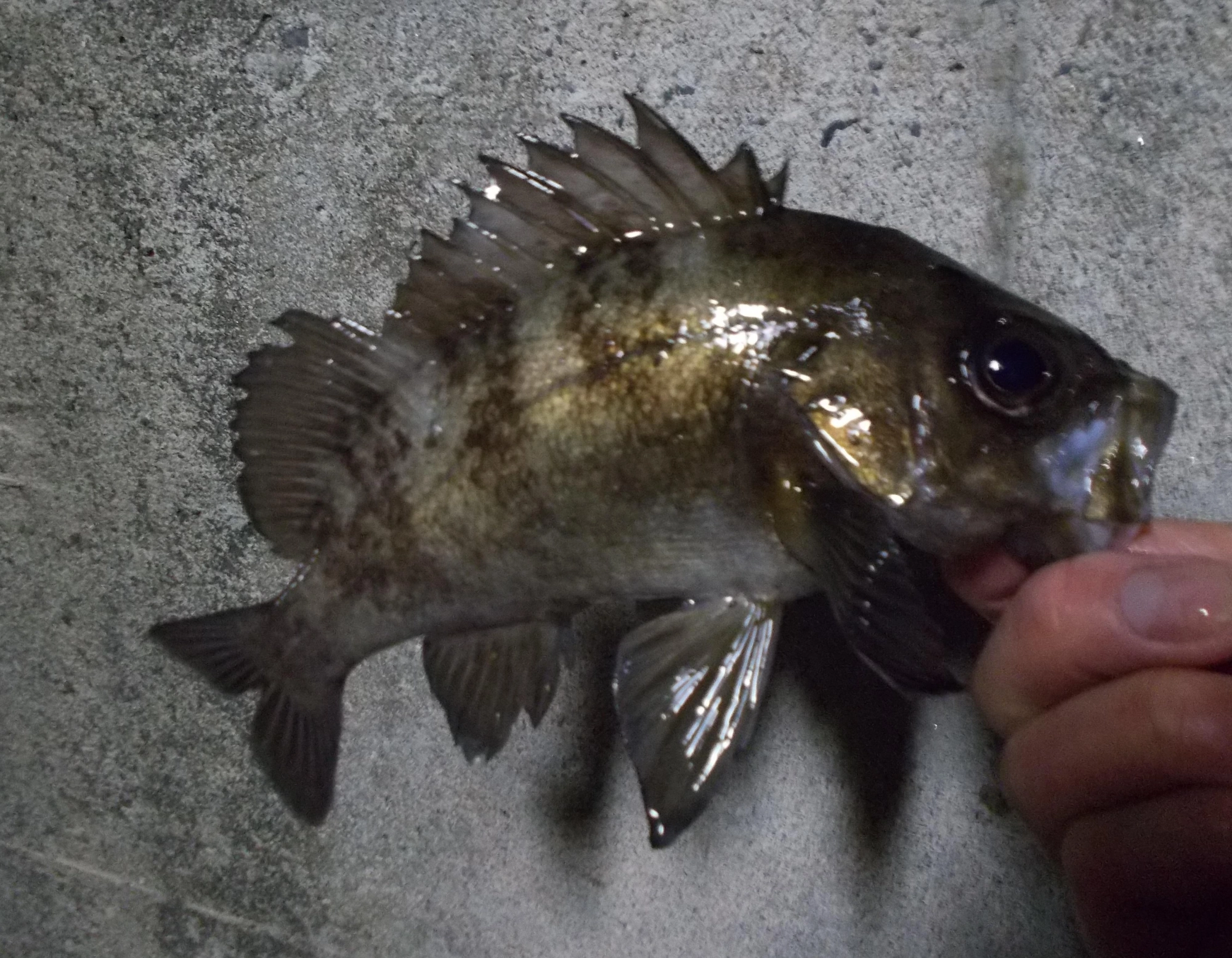同じポイントではメバルも釣れます。底はカサゴ、中層はメバルと狙えば釣り分けが出来ますよ。