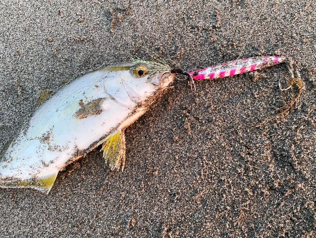 この日は周りもショゴでした♪手前を中心に狙いました！