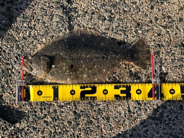 1匹目の39ｃｍ！