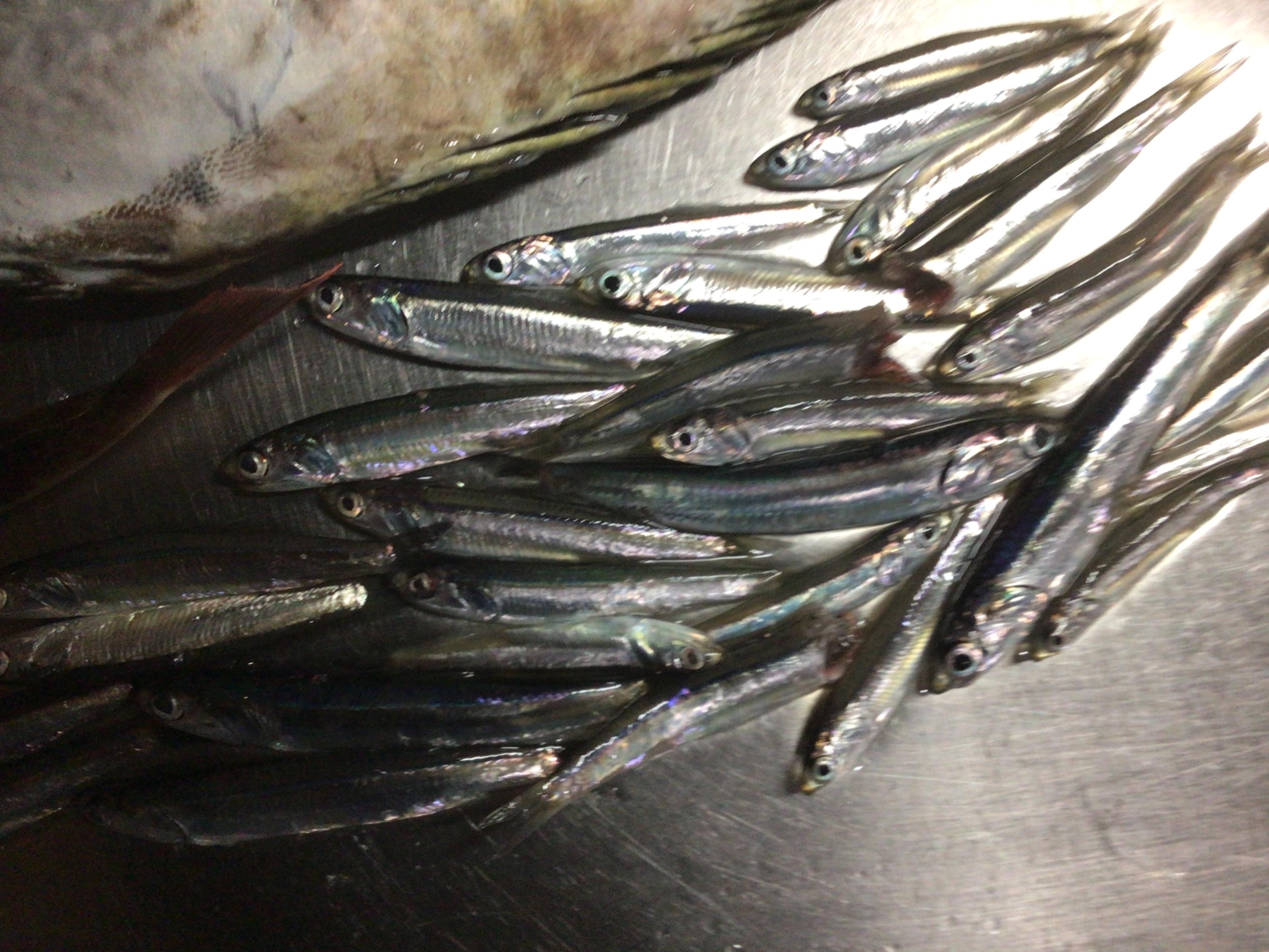 イワシそこそこデス❗️