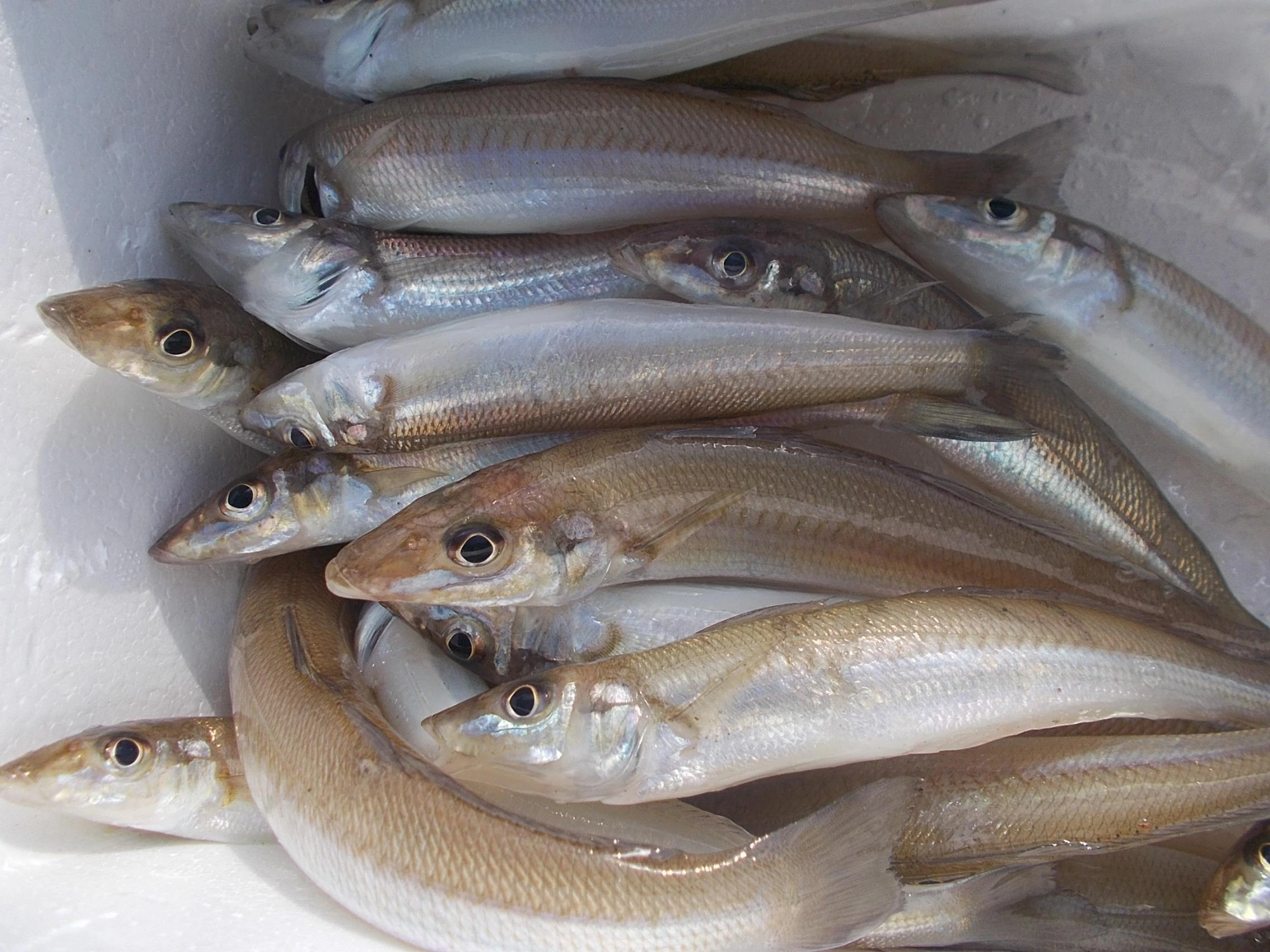 今回の釣果です。次の日も釣れていましたので行くなら今！ですね。