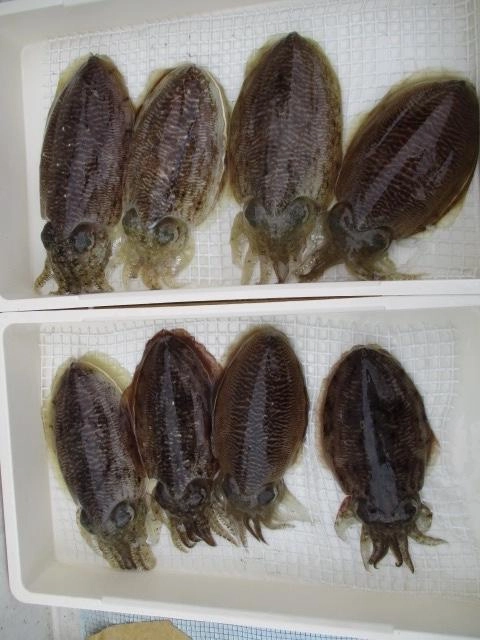 今日は良型コウイカ混じりの❽パイも乗せるッ‼︎