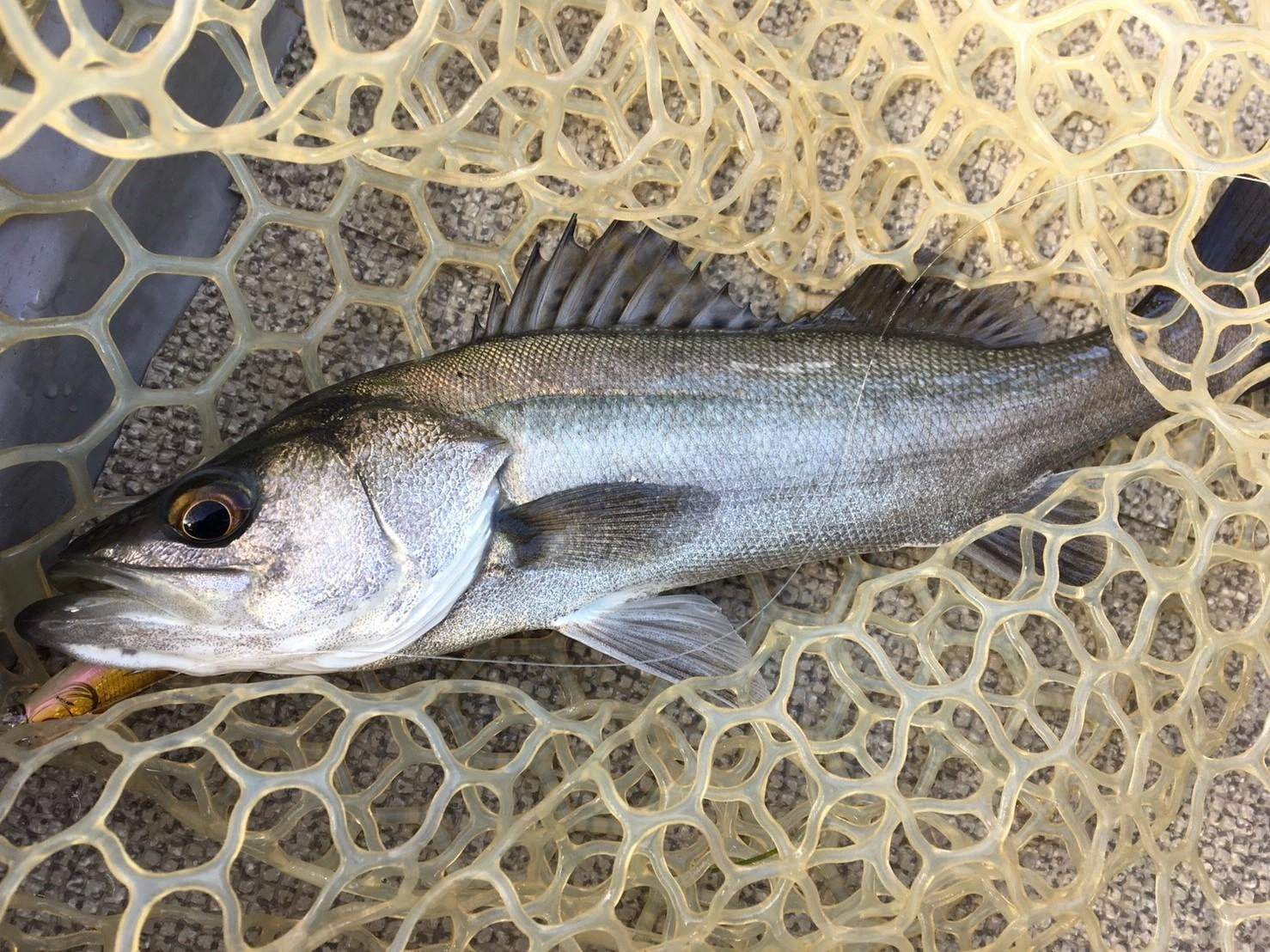 ジャークで魚を追わせ、喰わせのタイミングで細かくアクションさせてヒットに持ち込みました。