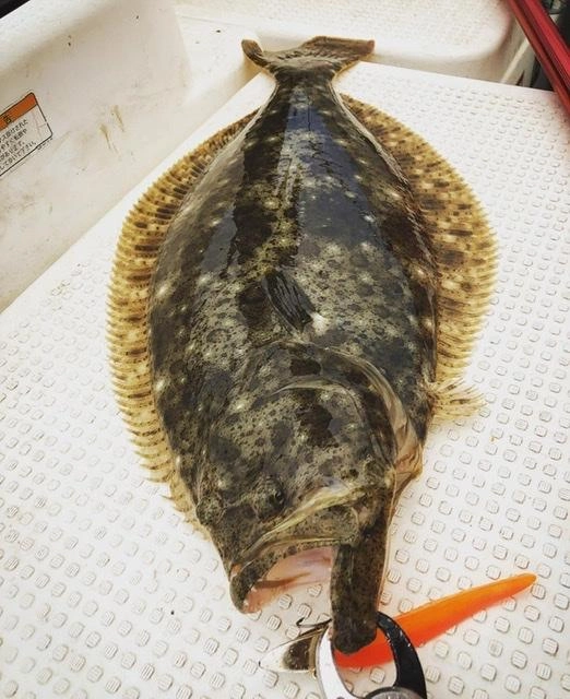 マナティーのオレンジが きく。
