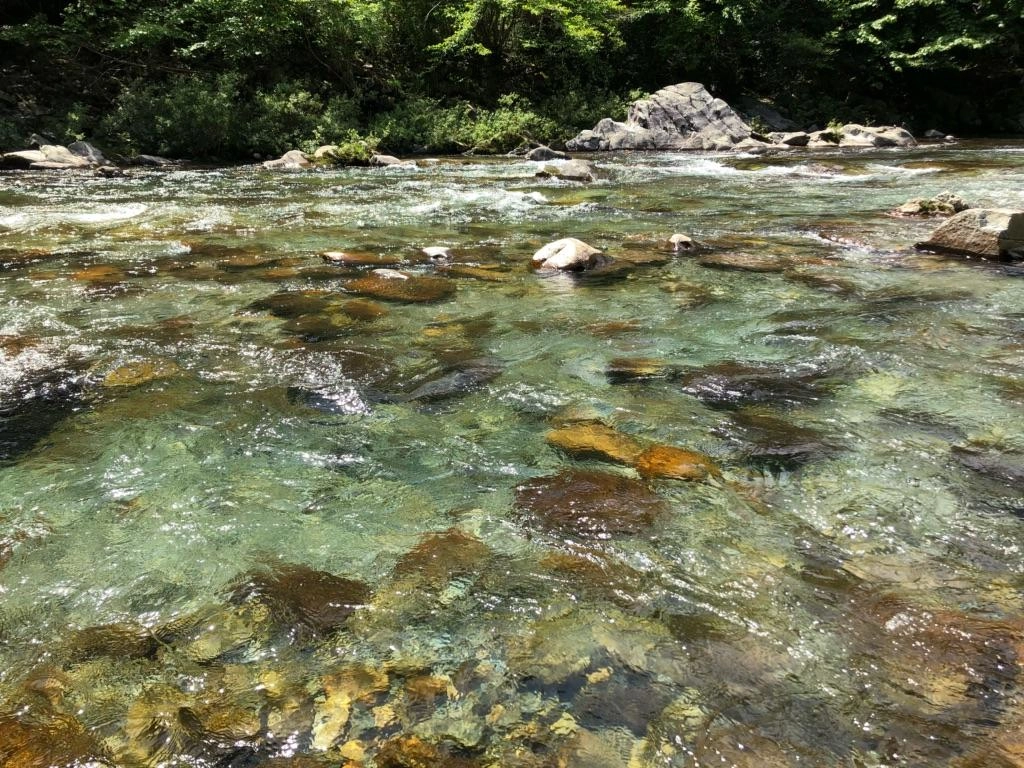 水がきれいで透明度が高いです！