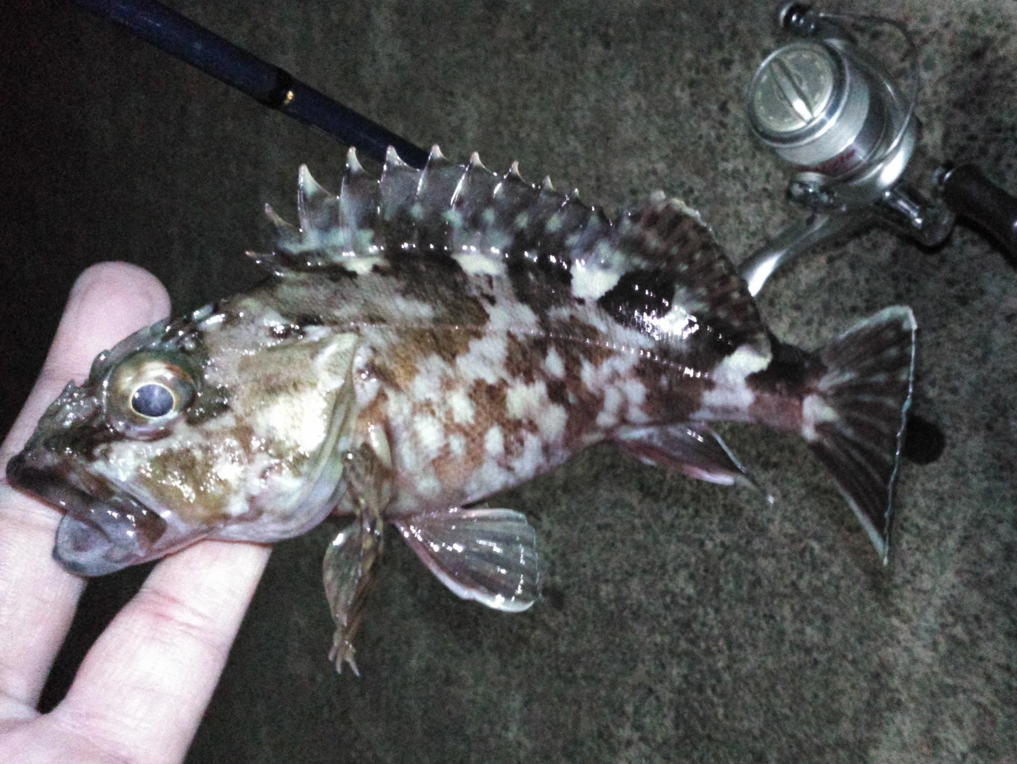 良型は少なくこの大きさの魚が多かったです。