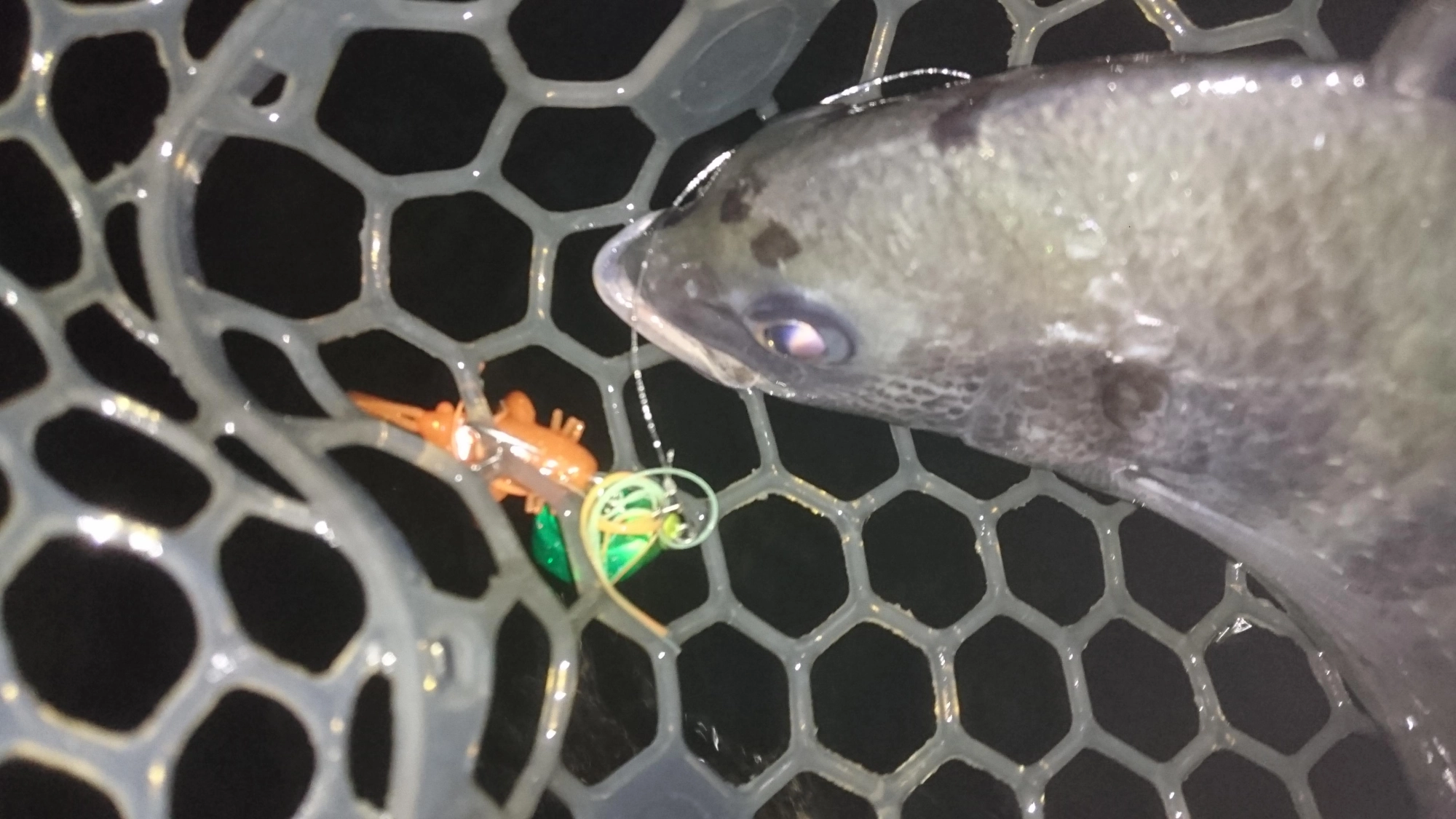 ブリームキャッチャーワームのオレンジゴールド　短い時間に連続でヒットしました。