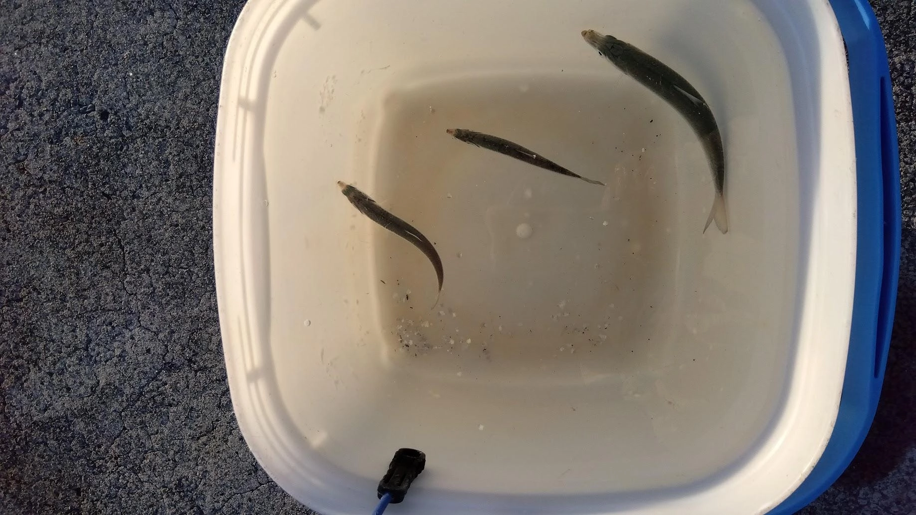 ちょっと遅めの開始となり、日没前の最後の時合いでなんとか小魚を確保できました
カタクチイワシとサッパはまだいるようです
ただ夕方や風が吹くとすぐどっかに行ってしまうので、釣れる時に釣れるだけ確保しないとダメですね