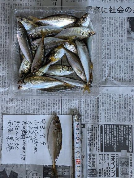 7/8の爆釣と裏腹、渋めでした。食いも全体に浅め。サバ2匹、サッパ多数は放流。
底近辺がよかった。