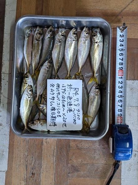 他にサッパ、コノシロも