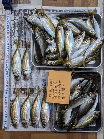 小さな個体は少なく、全体が15.6.7.8ｃｍ。
この時期、岡からでは釣れないサイズだ。
天からの恵みに感謝。