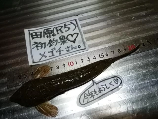 デカめごち