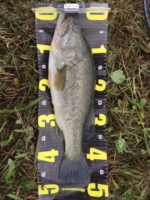 激濁り＆流れの速い状況。
反転流が発生している箇所を通してキャッチ、48ｃｍ。
ROBIN　BLADEにてキャッチ。