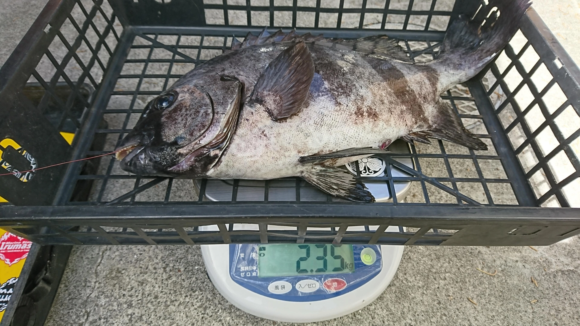 乗っ込み石鯛なので51cmでも2kg超えました！！