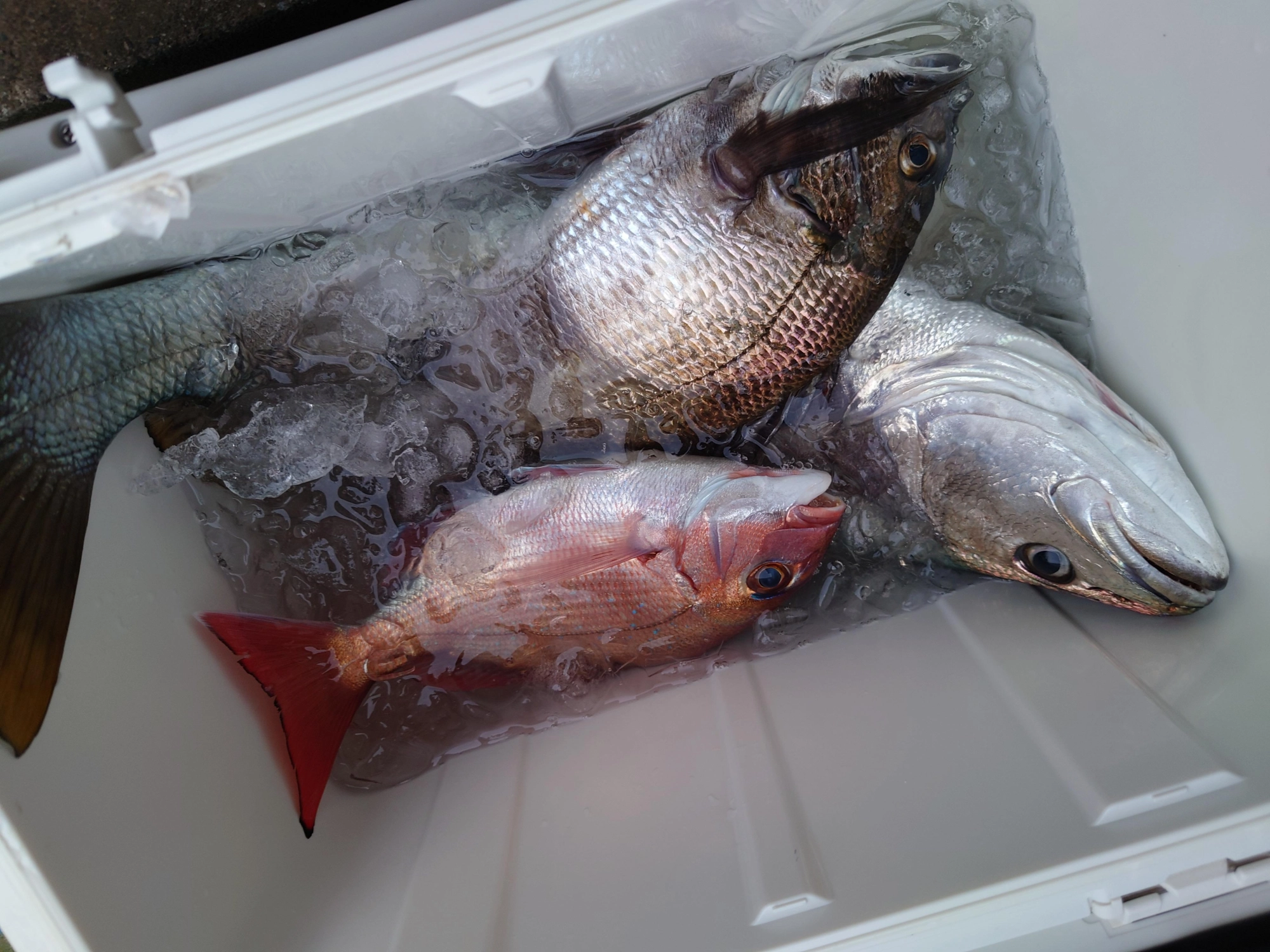 本間船長が様々な魚が釣れるポイントにご案内してくれるので五目釣り楽しむことができます！ぜひ皆様もチャレンジしてみて下さい。