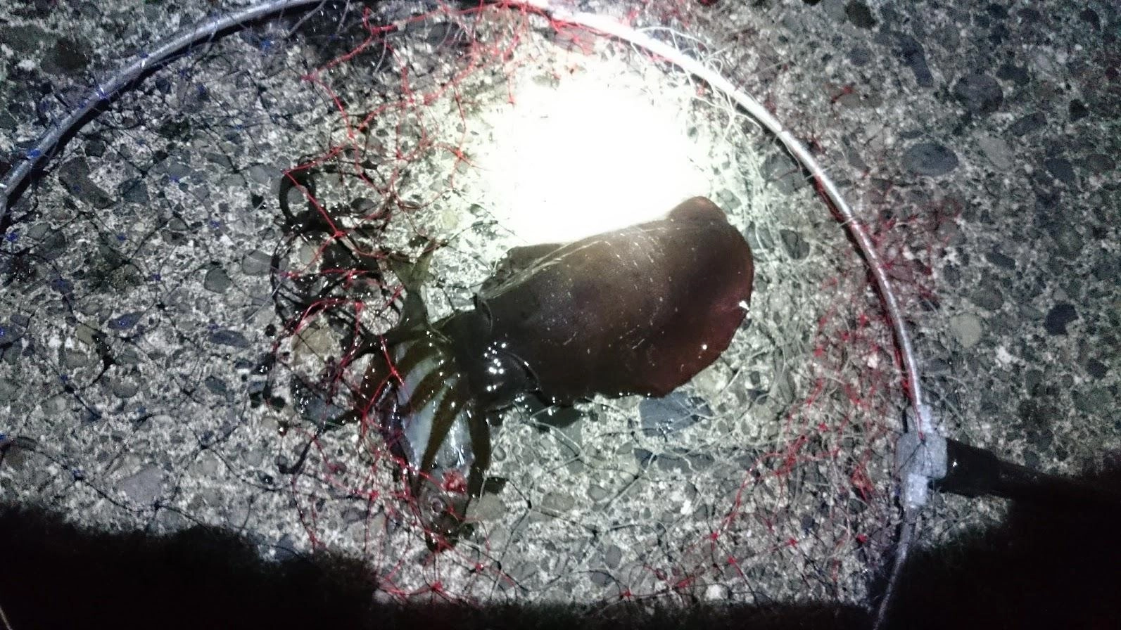 泳がせ様に4匹活き鯵を確保し、日没後に風が避けれる内湾に移動して泳がせたところ、ちょい投げのウキ泳がせにアオリイカがヒット。足元のフリー泳がせは無反応でした。