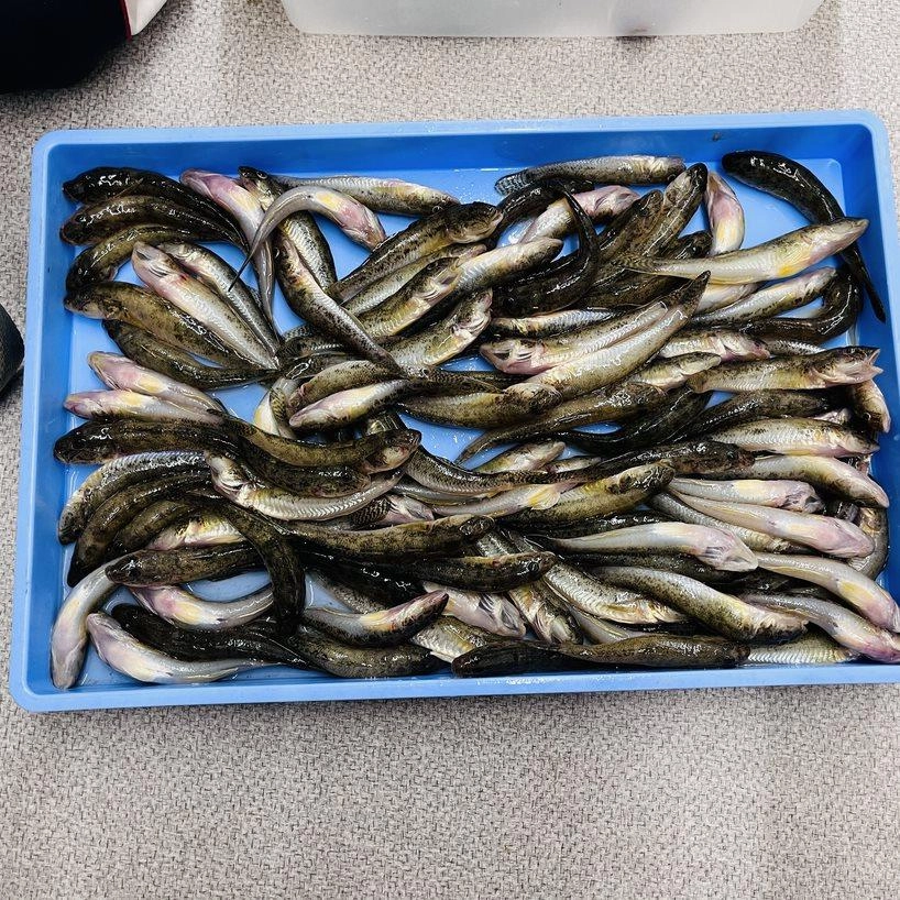 ハゼ98匹