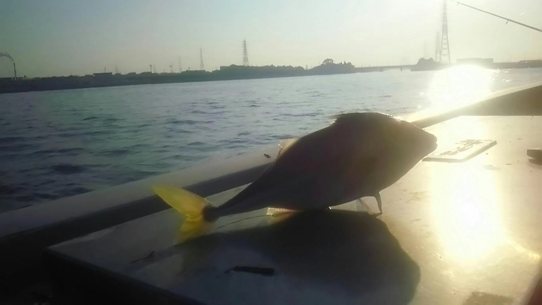ギマも釣れています！！