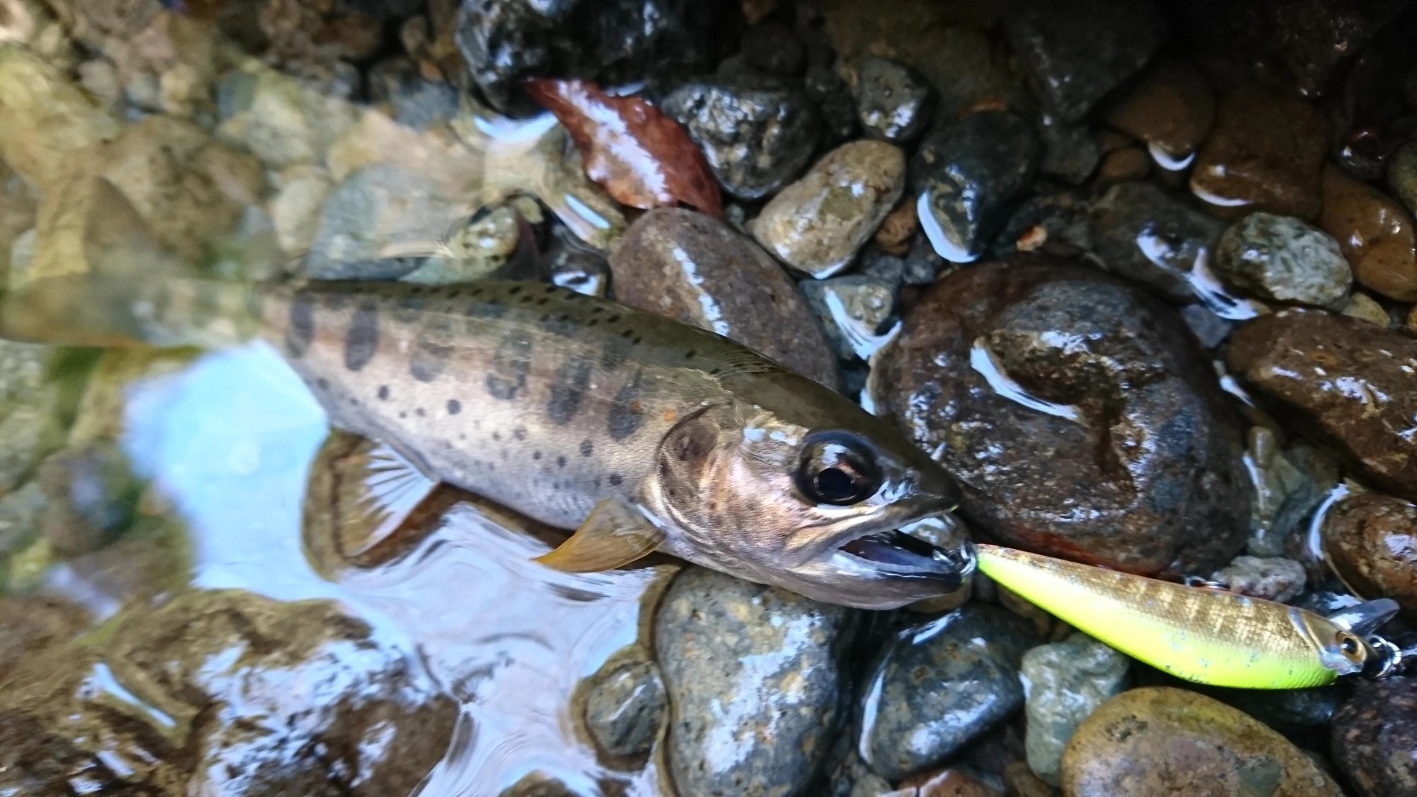 15㎝前後のアマゴを釣ることが出来ました！ゴールド系のミノーに反応しました。
