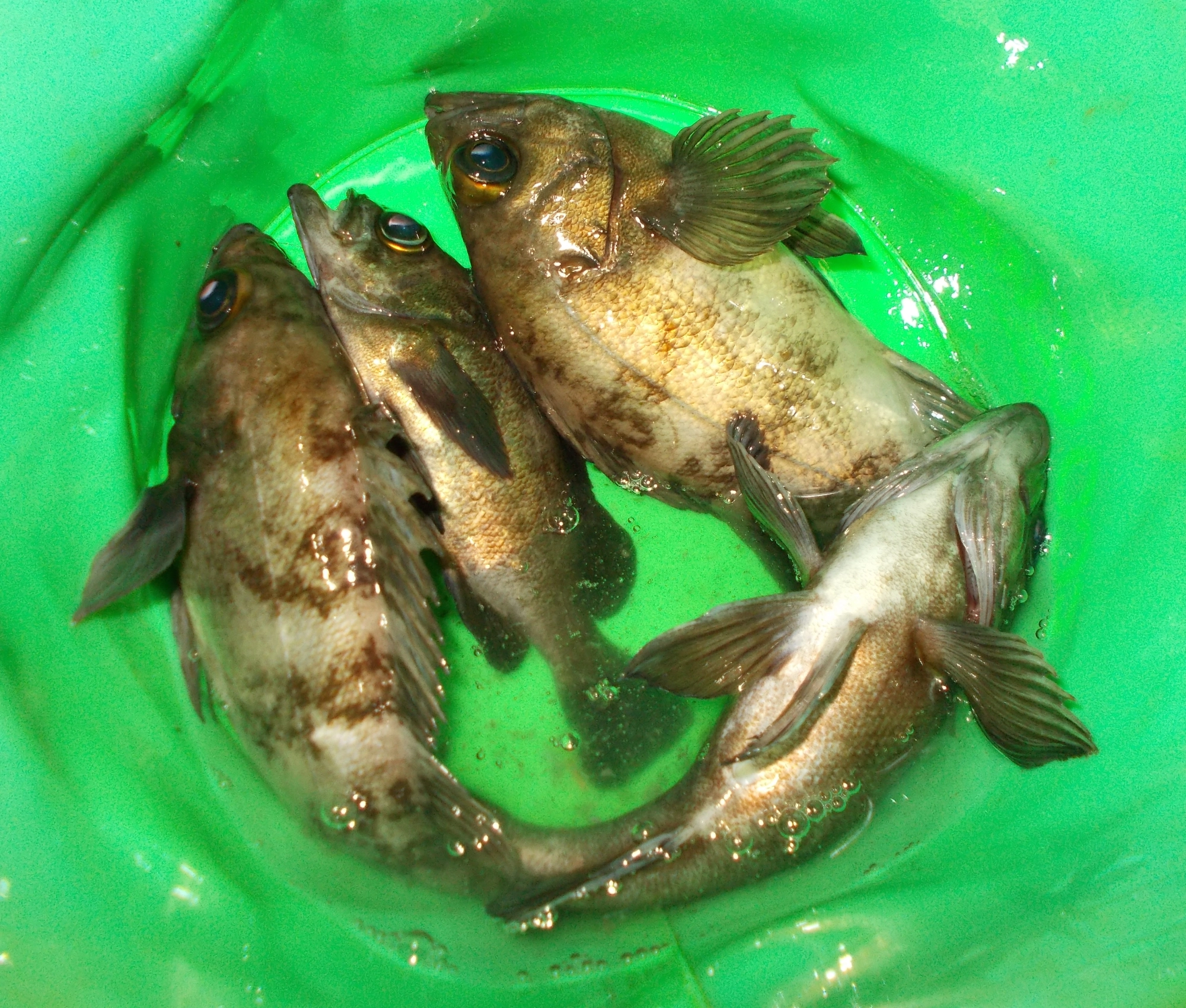 メバルは群れで泳いでいるので釣れた魚をすぐに逃がしてしまうと釣れなくなってしまいます。一旦バケツなどにキープして移動の際にリリースすると同じ所で釣れ続きます。