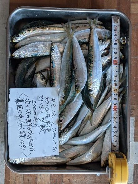 イシグロさんの漁（いさり））4号白スキン5セット380円を使用。
釣れる魚が少ない中、僥倖だ。