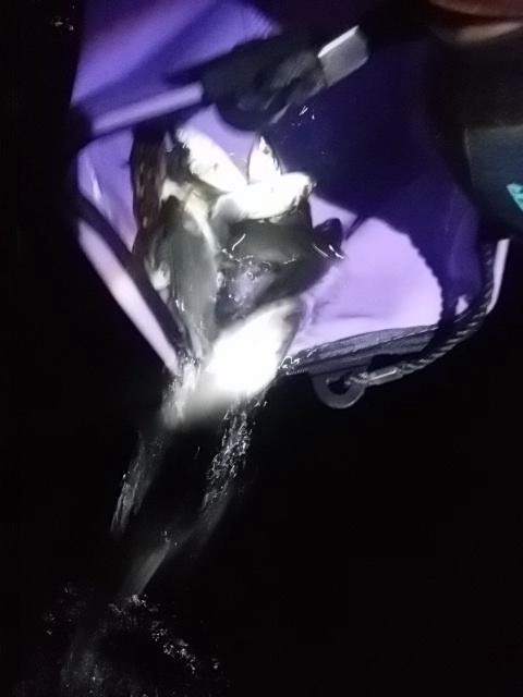 爆リリース