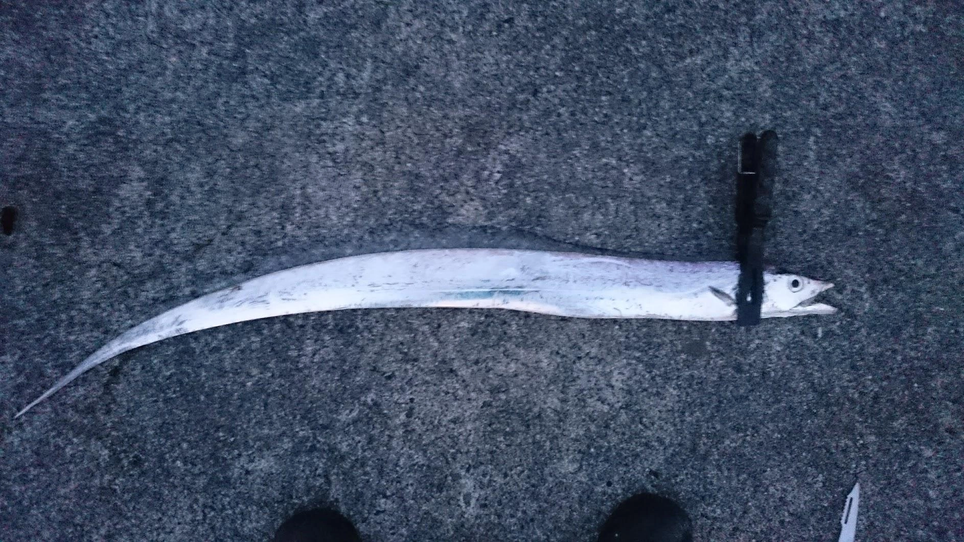 回収時に足元でかかりました。続けてもう一度掛かりましたが、抜き上げでポロリばらし。足元だと合わせるタイミングが無くてバラシがちです。