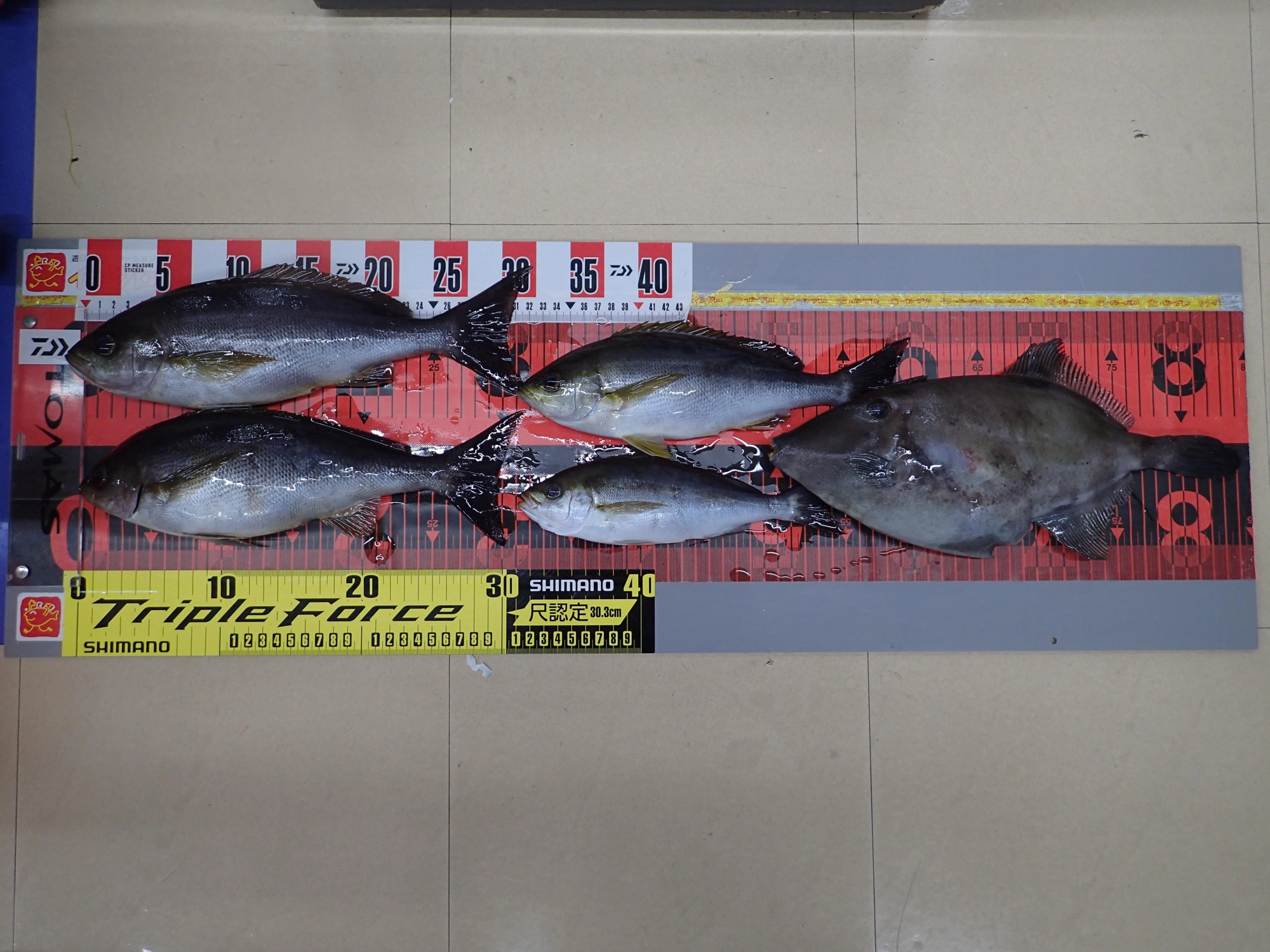 ウマヅラも釣れました！