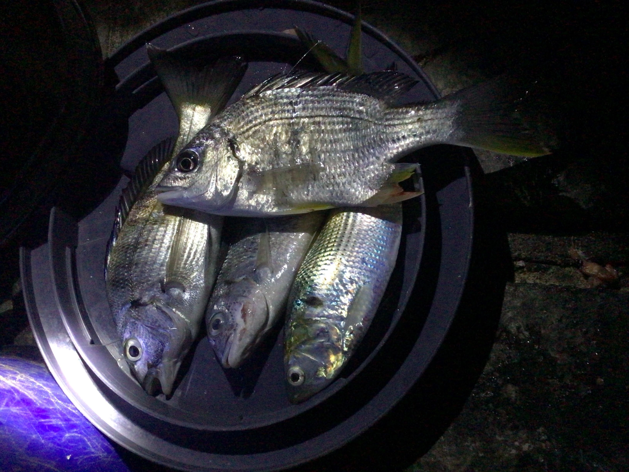キビレとクロダイGET♪だんだん釣果出てきましたヨ。