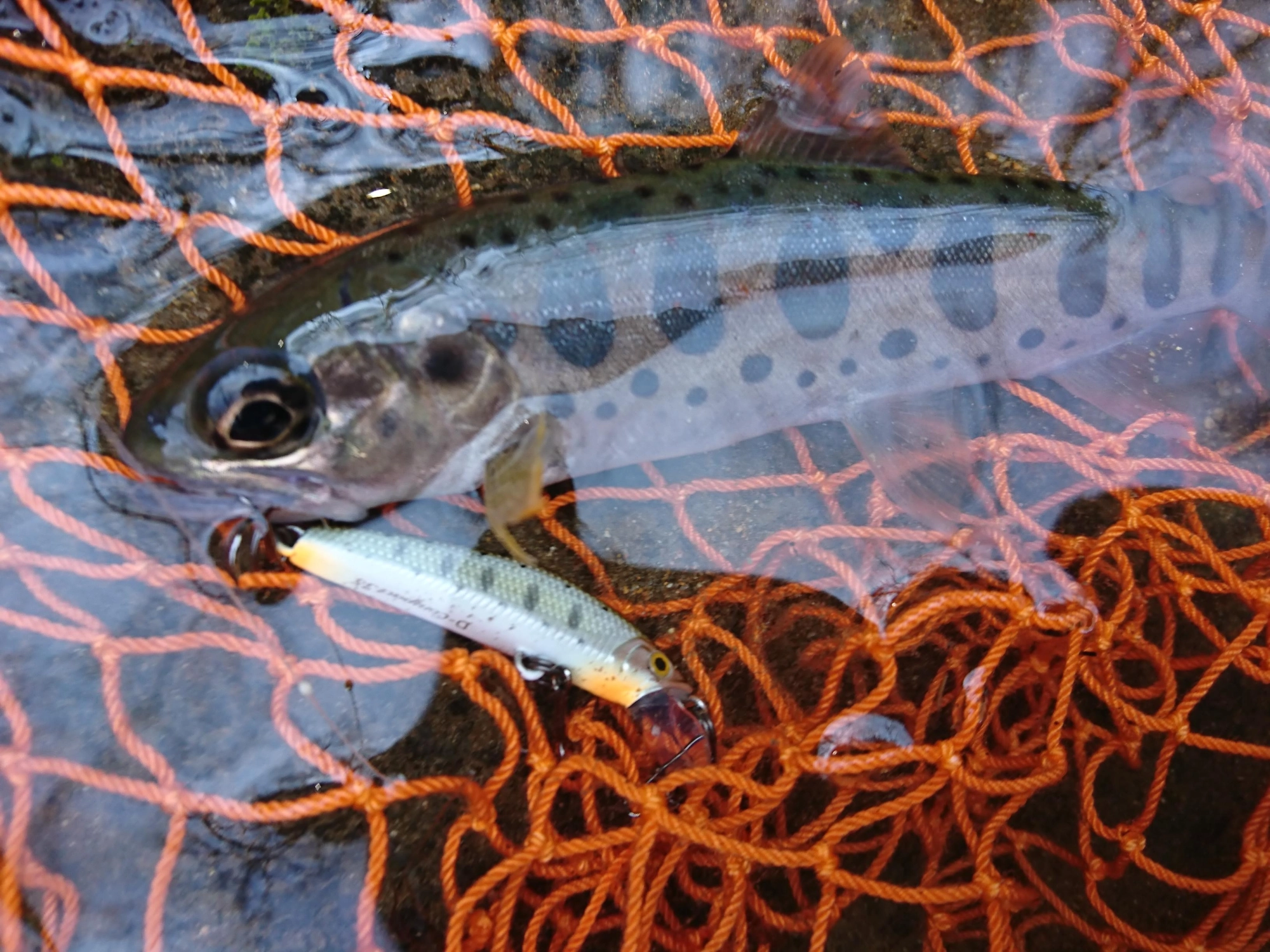 何匹か固まっており、同じポイントで２匹釣れました！