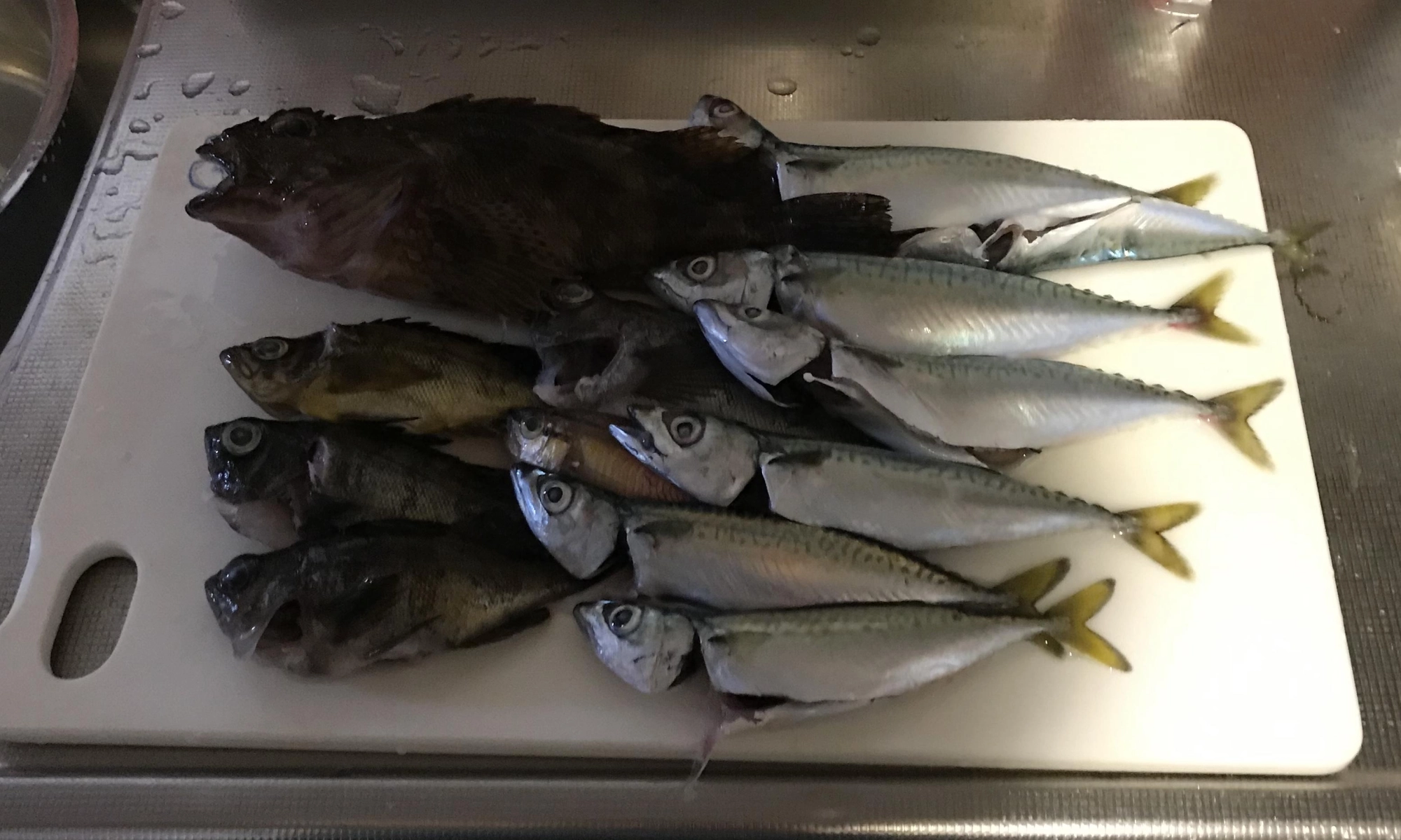カサゴ・メバル・サバ　釣り場で処理済。食べる気満々